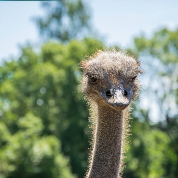 Portret van een schattige, nieuwsgierige struisvogel die op een zonnige dag vooruit kijkt. - Foto, afbeelding