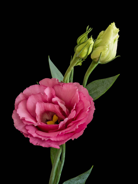 ヴィンテージパステルレッドリシアンサス花マクロ、芽、黒の背景 - 写真・画像