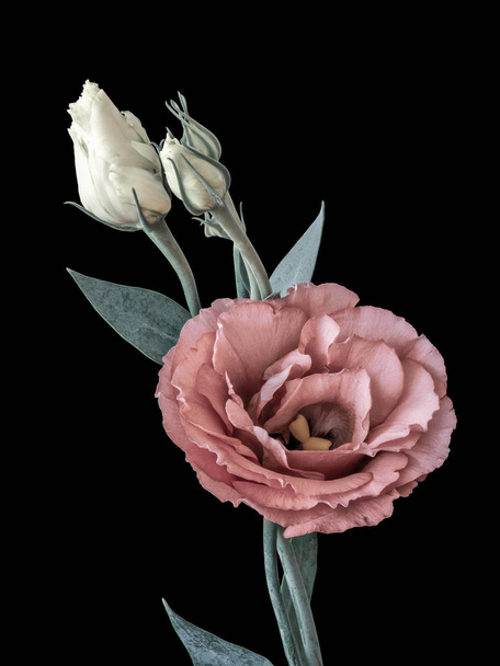 Vintage pastelli vaaleanpunainen lisianthus kukka makro, silmut, musta tausta
 - Valokuva, kuva