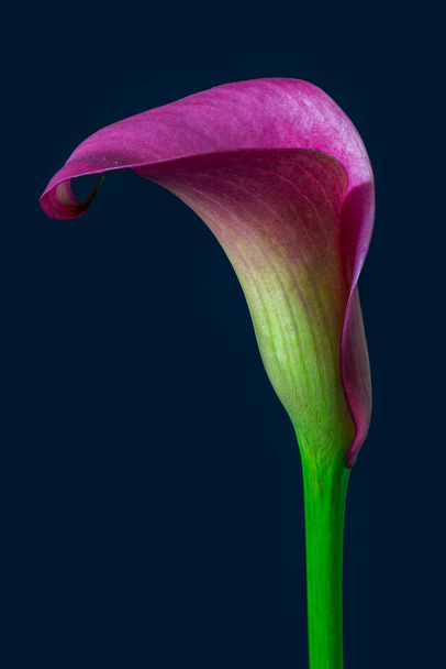выделенный фиолетовый зеленый цветок каллы на синем фоне
 - Фото, изображение