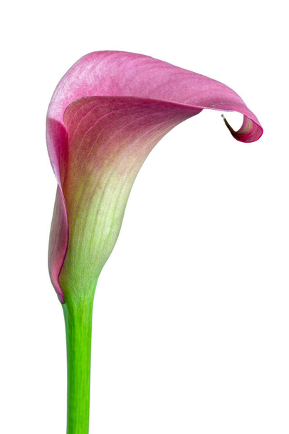 isolated pink green calla blossom on white background - Photo, Image