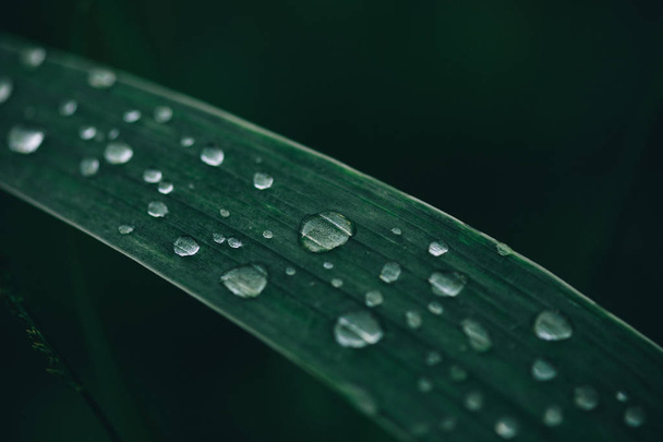 morning dew on blades of grass - Φωτογραφία, εικόνα