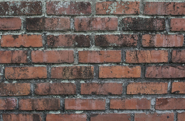 cement or clay brick wall texture. - Photo, Image