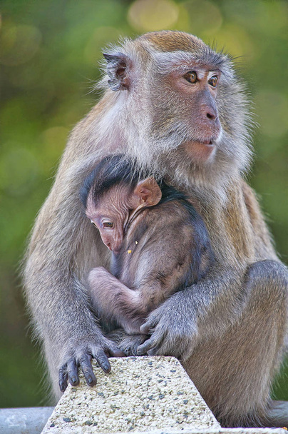 aile üyesi ile birlikte maymun - Fotoğraf, Görsel