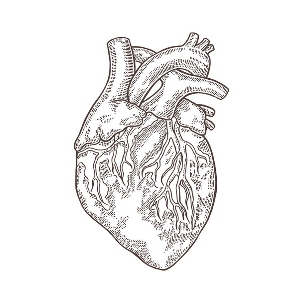 Hand drawn human heart isolated on white background. Vector engraved illustration. - Vector, Image