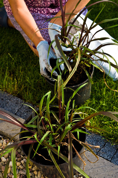 Femme jardinier plantation de nouvelles plantes d'herbe dans les pots avec de nouveaux si
 - Photo, image