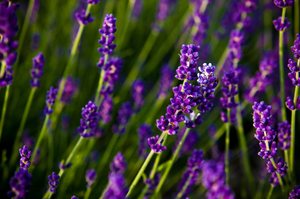 Lavendel Vollrahmenstruktur, selektiver Fokus. - Foto, Bild