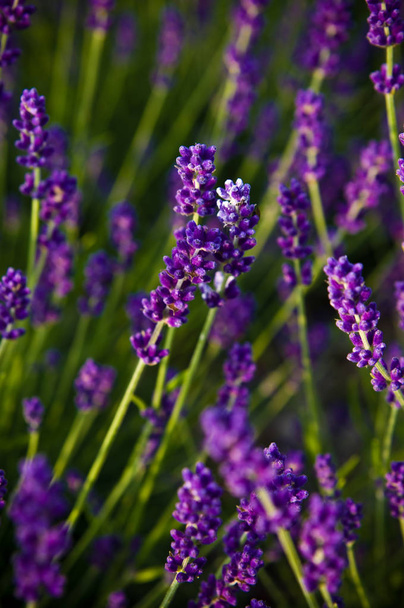 Lavender full frame texture, selective focus. - Photo, Image