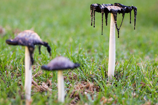 Three wild mushrooms on lawn - Photo, Image