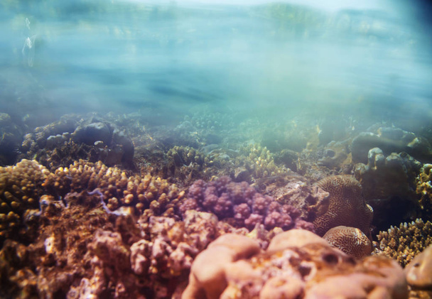Živý korálový útes v Rudém moři, Egypt. Přirozené neobvyklé pozadí. - Fotografie, Obrázek