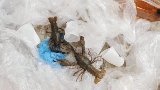 Dos cangrejos de río en residuos plásticos
 - Imágenes, Vídeo