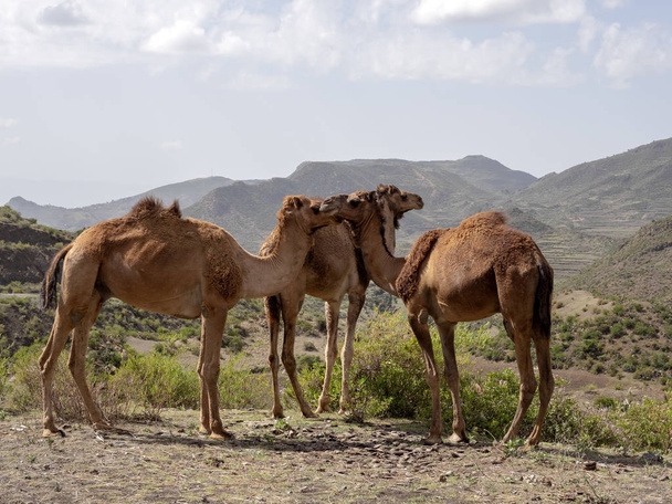 Οι καμήλες είναι οικόσιτα ζώα, φορούν φορτία, Αιθιοπία. - Φωτογραφία, εικόνα
