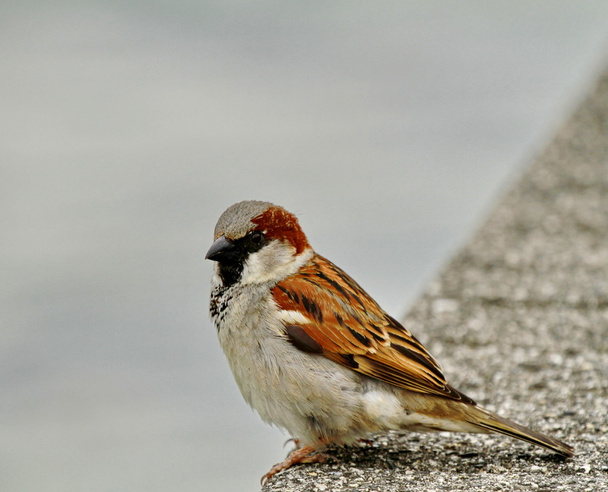 Sparrow - Fotografie, Obrázek