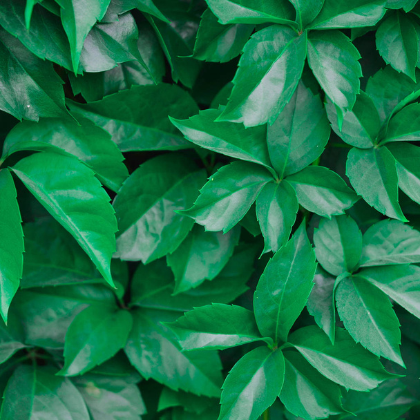 Natural pattern of the leaves of plants.  - Image - Photo, Image