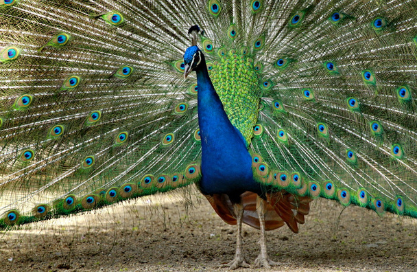 Peacock - Photo, Image