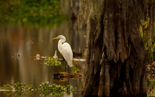 Grande Egret (ardea alba) - Foto, immagini