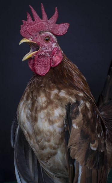 close up shot of rooster - Φωτογραφία, εικόνα