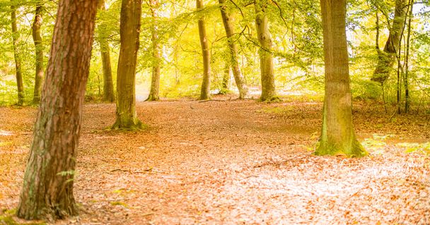 Slunečné lesy-světlé paprsky slunečních a zelených listů - Fotografie, Obrázek