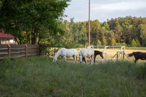 Caballos blancos elegantes y hermosos pastan en el prado en una noche de verano al atardecer
. - Foto, imagen