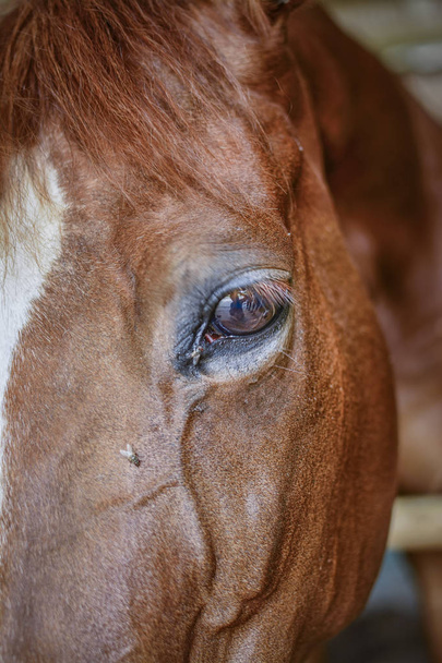 Zavřít čeleni koně - Fotografie, Obrázek