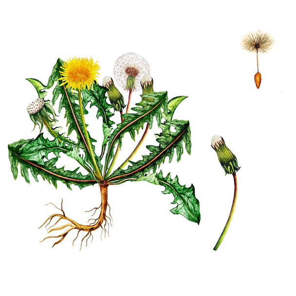 Samostatná Botanická ilustrace Pampeliška z akvarel - Fotografie, Obrázek
