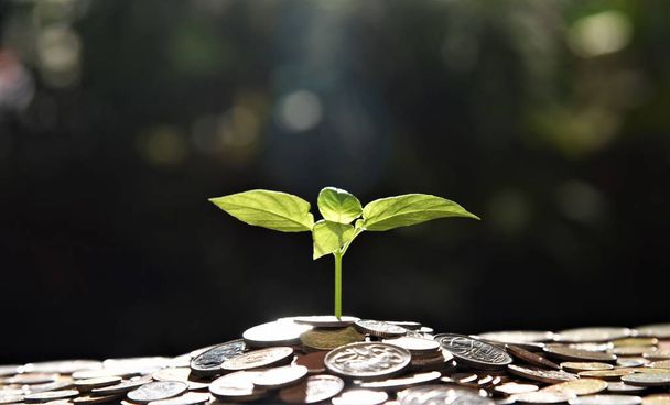 σωρός από κέρματα με νεαρά φυτά στην κορυφή; οικονομική και οικονομική αντίληψη - Φωτογραφία, εικόνα