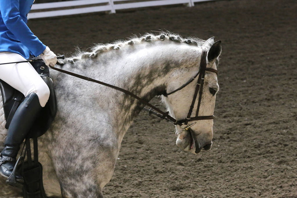 Bilinmeyen yarışmacı binicilik zeminde dressage at etkinliğinde sürmek - Fotoğraf, Görsel
