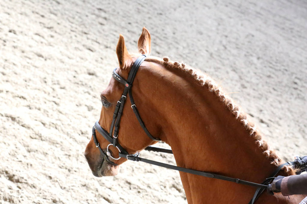 Unknown contestant rides at dressage horse event in riding ground - Photo, Image