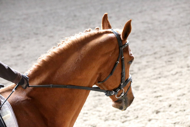 Tuntematon kilpailija ratsastaa Dressage Horse tapahtuma ratsastus kentällä
 - Valokuva, kuva