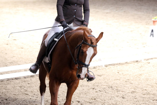 Πορτραίτο ενός αθλητικού αλόγου κατά τη διάρκεια του διαγωνισμού με σέλα - Φωτογραφία, εικόνα