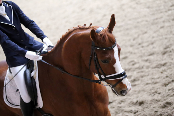  Portret konia sportowego w konkursie Ujazdy  - Zdjęcie, obraz
