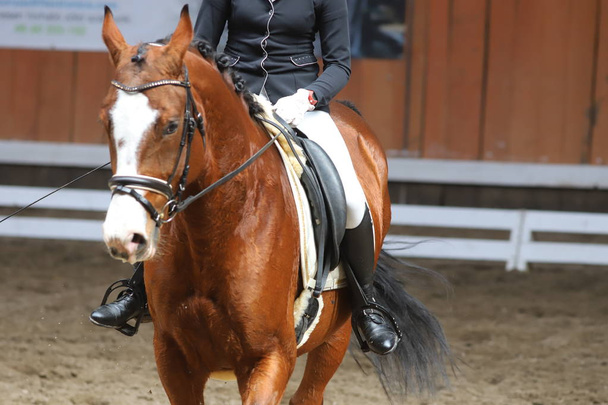  Retrato de un caballo deportivo durante la competición de doma bajo silla de montar
 - Foto, imagen