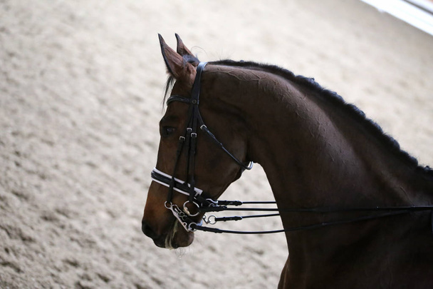  Retrato de un caballo deportivo durante la competición de doma bajo silla de montar
 - Foto, imagen