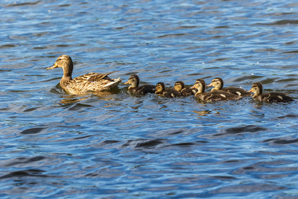 A family of ducks, a duck and six little ducklings are swimming in the water. One line. The duck takes care of its newborn ducklings. Ducklings are all together included. - Valokuva, kuva