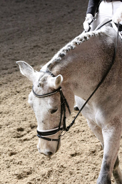  Portrait d'un cheval de sport en compétition de dressage sous selle
 - Photo, image