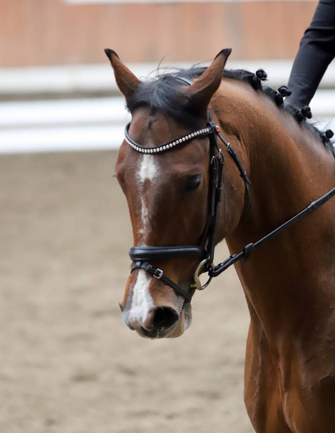  Portret konia sportowego podczas konkursu Ujazdy pod siodełkiem - Zdjęcie, obraz
