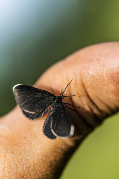 A black butterfly on an upturned thumb. 2 - Photo, Image