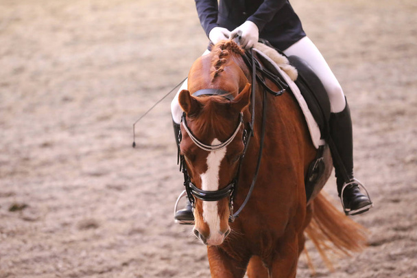  Portret konia sportowego podczas konkursu Ujazdy pod siodełkiem - Zdjęcie, obraz