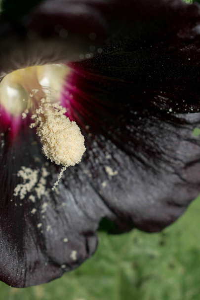 Mallow kwiat Ciemny bordowy kolor duży rozmiar słupek pręgować pyłek dla projektu tła - Zdjęcie, obraz
