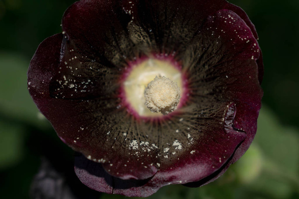 Квітка мальви темний бордовий колір пістолета великого розміру тичинка пилок для дизайну фону
 - Фото, зображення
