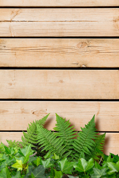 Wood and plants background - 写真・画像