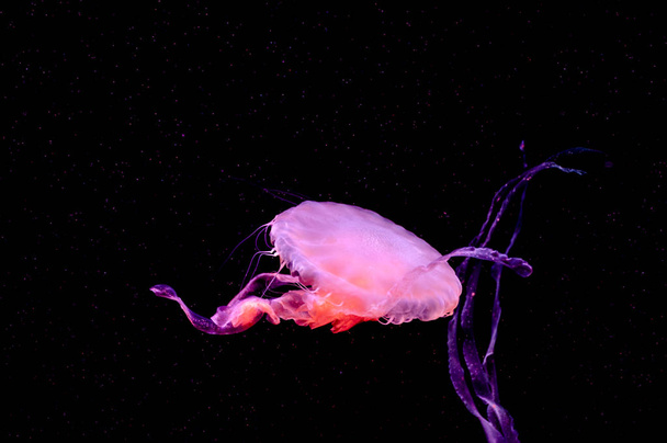 Beautiful jellyfish close up. - Photo, image