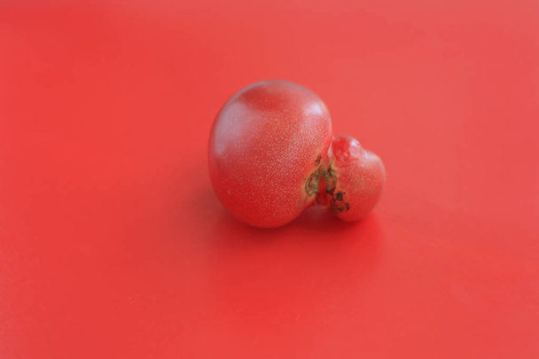 Brzydka koncepcja żywności, jeden zdeformowany pomidor na czerwonym tle, Kopiuj przestrzeń. - Zdjęcie, obraz