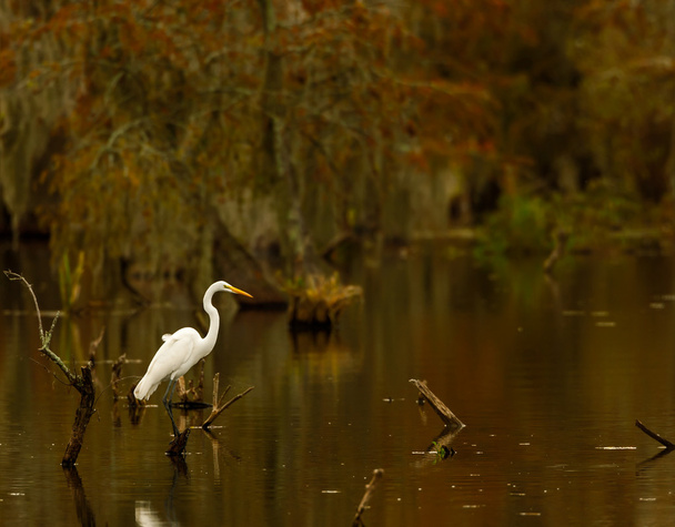 Grande aigrette (Ardea alba), lac Martin, pont Breaux, Louisiane
 - Photo, image