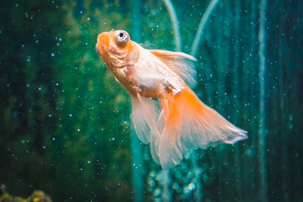 Золота рибка в акваріумі. Золота рибка з білим хвостом. Чудовий і неймовірний підводний світ з рибою. Підводний світ риба Акваріум. Вибірковий фокус
. - Фото, зображення