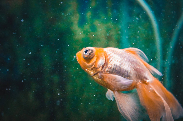 Золотая рыбка в аквариуме. Крупный план. Золотая рыбка с белым хвостом. Чудесный и невероятный подводный мир с рыбой. Подводный мир аквариум рыб. Селективный фокус
. - Фото, изображение