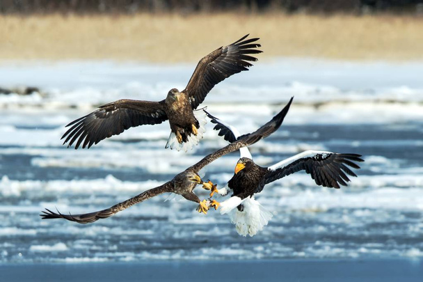 Steller's sea eagle and white-tailed eagle fighting over fish, Hokkaido, Japan, majestic sea raptors with big claws and beaks, wildlife scene from nature,birding adventure in Asia,birds in fight - Photo, Image