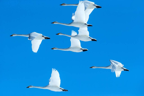 Kudde van wilde zwanen (Cygnus cygnus) in vlucht met uitgestrekte vleugels tegen blauwe hemel, winter, Hokkaido, Japan, mooie koninklijke witte vogels vliegen, elegant dier, exotische Birding in Azië - Foto, afbeelding