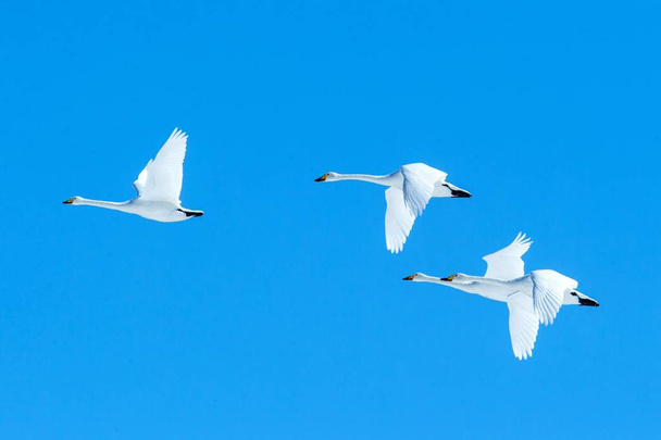Flock of whooper swans (Cygnus cygnus) in flight with outstretched wings against blue sky, winter, Hokkaido, Japan, beautiful royal white birds flying, elegant animal, exotic birding in Asia - Photo, Image
