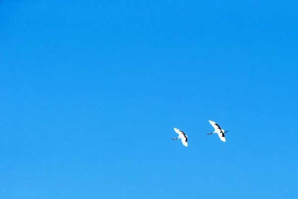 Red crowned cranes (grus japonensis) in flight with outstretched wings against blue sky, winter, Hokkaido, Japan, japanese crane, beautiful mystic national white and black birds, elegant animal - Photo, Image